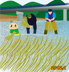 コウゾの寒ざらし・美濃市