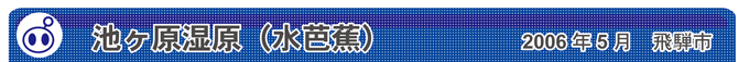 池ヶ原湿原（水芭蕉）　2006年5月　飛騨市